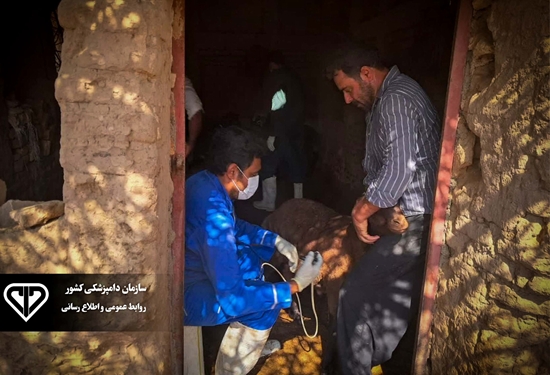 واکسیناسیون رایگان بیش از ۱.۷ میلیون رأس دام در اردوهای نهادی جهاد سازمان دامپزشکی کشور
